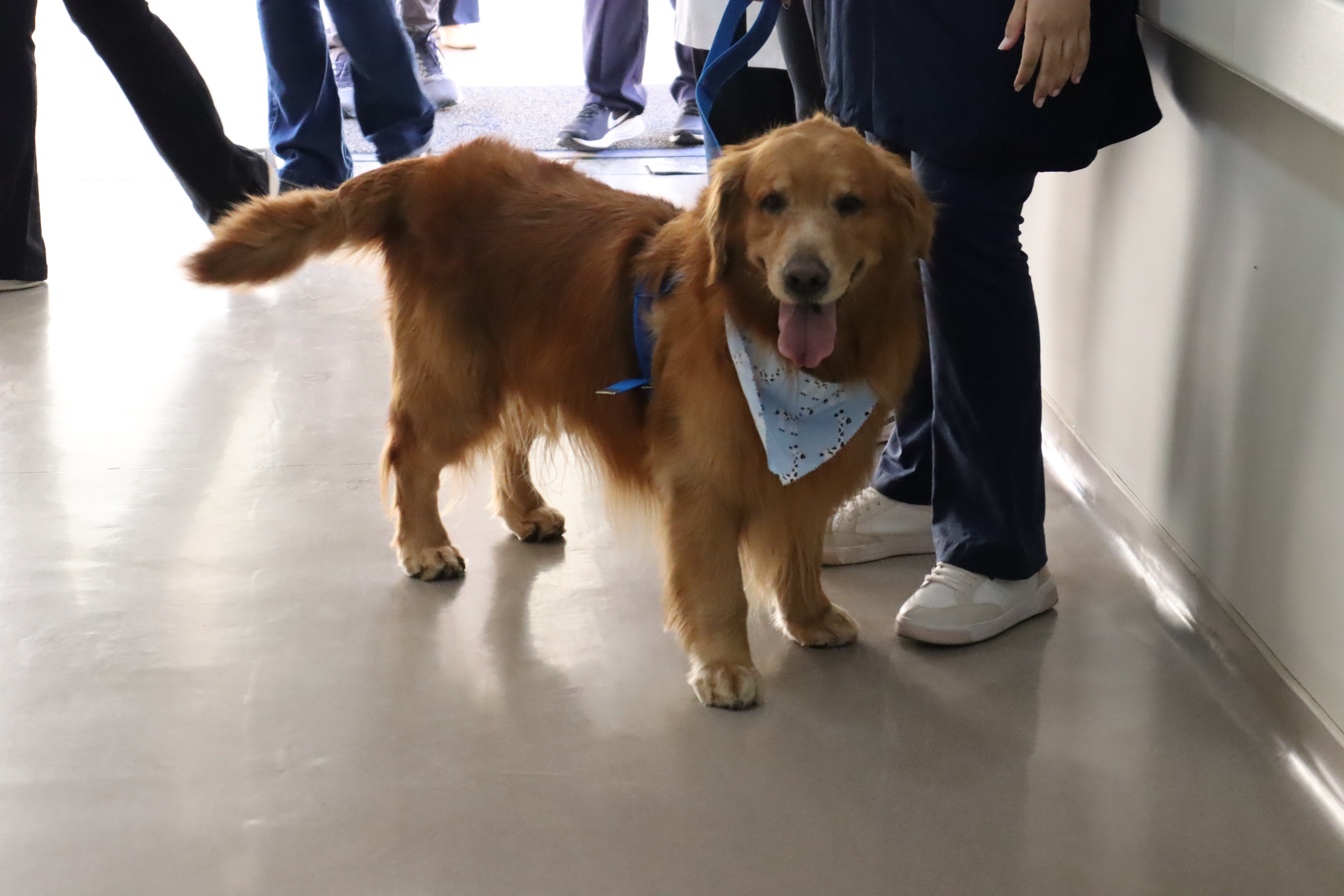 “Cãoterapeuta” Aslan visita hospitais da Fundação Padre Albino